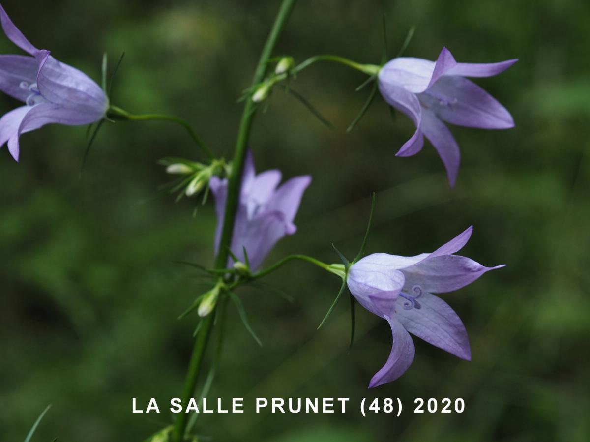 Bellflower, Rampion flower